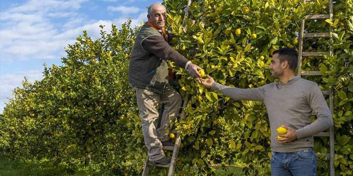 L’export dei limoni italiani cresce nel 2023, la Polonia nuovo mercato di riferimento